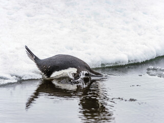 It's Gentoo penguin (Pygoscelis papua) drinks the water and falls down into the water