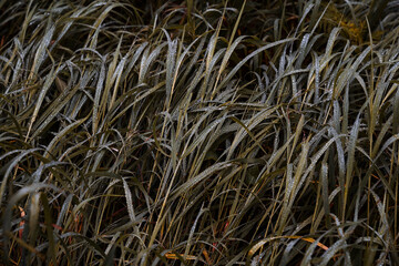 dewdrops on the grass taken close-up, macro, top view, water