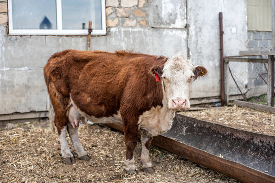 meat breed of bulls and cows at the cattle factory