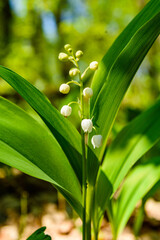 Lily of the valley (Convallaria majalis) in blossom