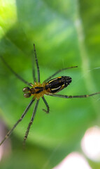 Orb weaver spider in a web surrounded by shrubs