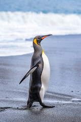 Fototapeta premium Antarctica, South Pole