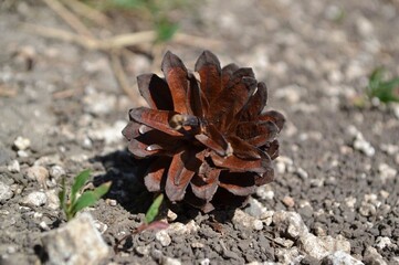 close up of pine cone. brown pine cone on the ground.  conifer seeds