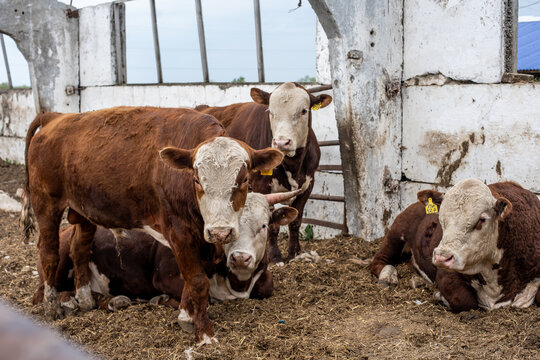 meat breed of bulls and cows at the cattle factory
