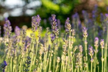 Lavendel in Bl&uuml;te
