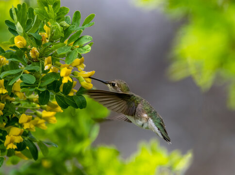 Black Chinned Hummingbird 2