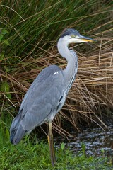 Graureiher im Wasser 40