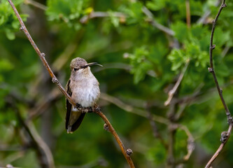 Black Chinned Hummingbird 4