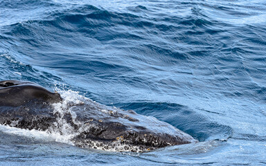 Antarctica, South Pole