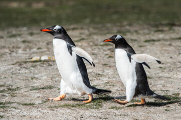 It's Close up of a gentoo penguin in Antarctica