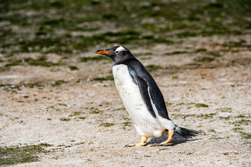 It's Close up of a gentoo penguin in Antarctica