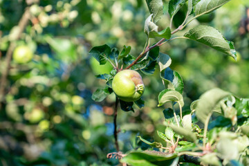 Apfel auf einem Baum