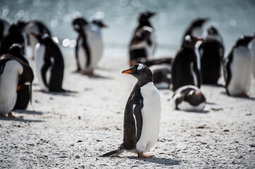 It's Gentoo penguin runs on the shore on the Falkland Island