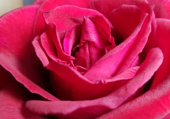 close up of a red rose