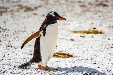 It's Gentoo penguins in Antarctica