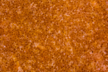 Texture of catfish caviar for the background