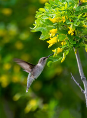 Black Chinned Hummingbird 3