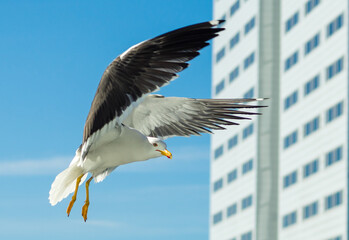 White sea gull in the background of a skyscraper.