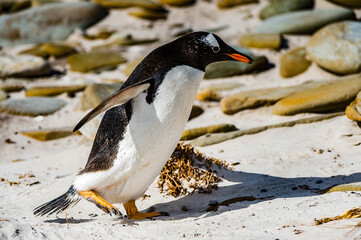 It's Close view of a gentoo penguin