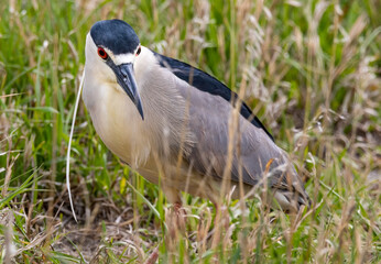 Black Crowned Night Heron 3