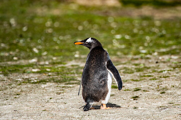 It's Gentoo penguin from the back