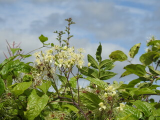 Vegetation against the sky