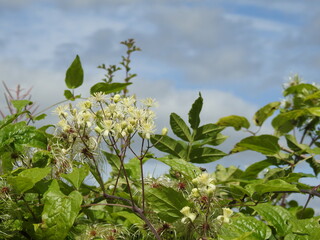 Vegetation against the sky