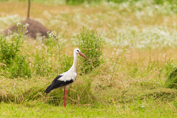 white stork in summer