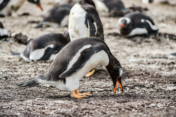 Fototapeta premium It's Close view of a gentoo penguin