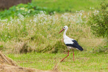 white stork in summer