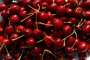 Fresh red cherries, fruits of the summer season