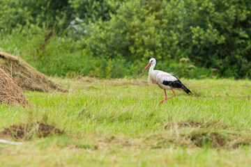 white stork in summer