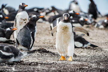 It's Close view of a gentoo penguin