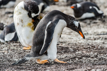 It's Close view of a gentoo penguin © Anton Ivanov Photo
