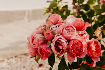 pale pink rose flowers in the garden. High quality photo