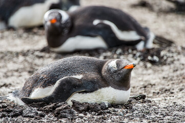 Fototapeta premium It's Close view of a gentoo penguin