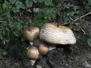 The mushroom family grows out of the black soil