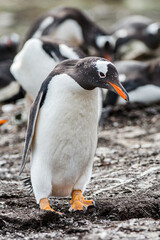 It's Close view of a gentoo penguin
