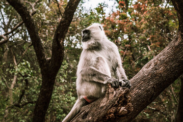 big gray monkey sits on a tree in the jungle
