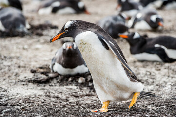 It's Gentoo penguin portrait in the group of many penguins