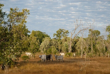 Herd of Brahman beef cattle grazing near Crocodile Creek, Cape Cleveland, Townsville, Australia