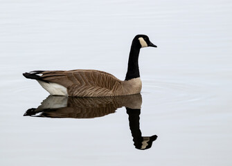 Canada Goose 4