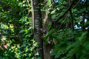 Fototapeta na wymiar Vogel sitzt auf einem Ast zwischen Bäumen