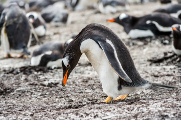 It's Gentoo penguin portrait in the group of many penguins