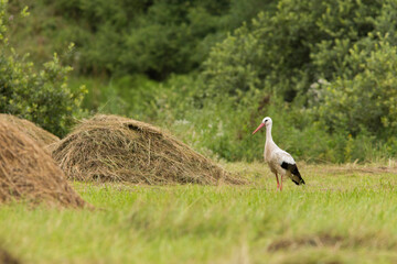 white stork in summer