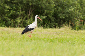 white stork in summer