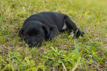 labrador dog puppy on lawn, just one month old.
