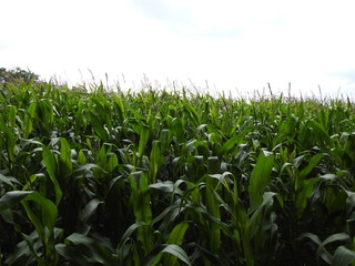 Green young crop in the field