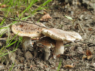 Three mushrooms grow close together