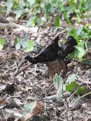 Mushroom during decay